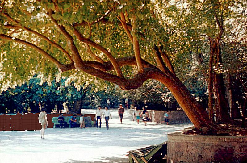 Губернаторский сад (Баку) фото Г.Коновалова