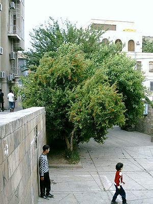 Baku-2008-55.jpg
